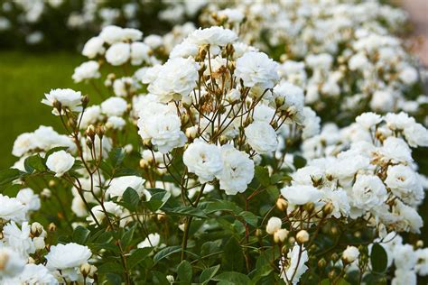 11 Best Trees And Shrubs With White Flowers
