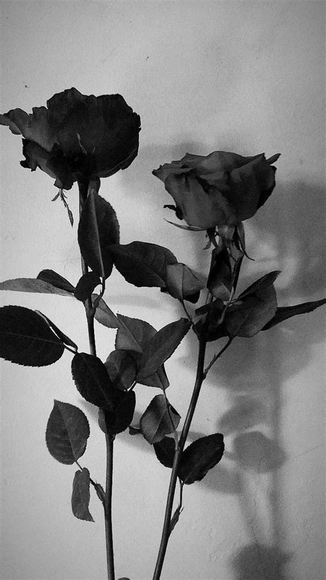 Maybe you would like to learn more about one of these? #two #roses #rose #bunga #mawar #indah #hitam #putih ...