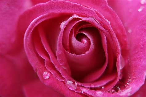 Pink Rose Macro Free Photo On Pixabay Gorgeous Centerpieces Shower