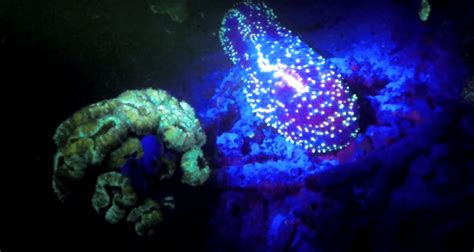 Fluorescent Night Diver Specialty Course Now Offered By Fantasy Island