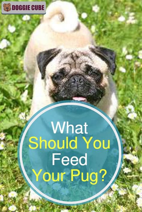 Got A Pug At Home Ever Wonder What To Feed You Pug With Herere Some