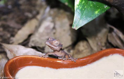 I also give milk and people can make yummy cheese from it. Crested Gecko (Correlophus ciliatus)