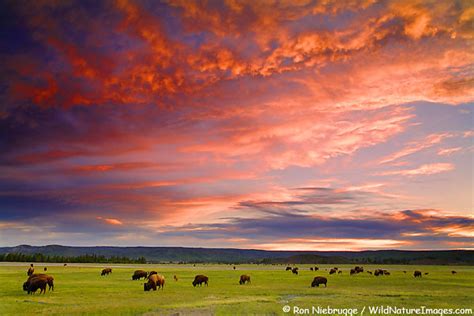 Buffalo Sunset Buffalo At Sunset Midway Geyser Basin Yel Flickr