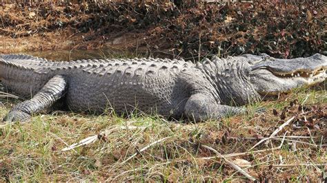 Watch Massive Alligator Takes Stroll Through South Carolina Neighborhood