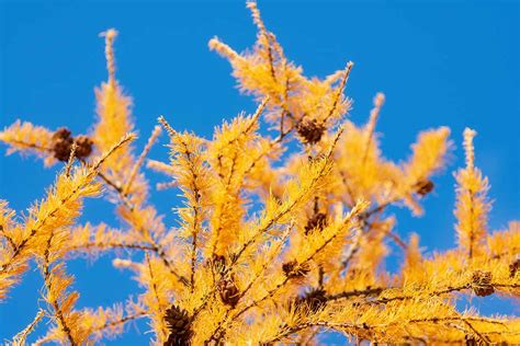 How To Grow And Care For Larch Trees Gardeners Path