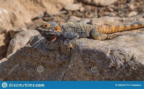 Agama Lizard A Genus Of Long Tailed Insectivorous Old World Lizards