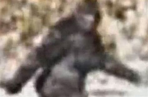 The First Bigfoot Footage Was Captured By Two Yakima Men