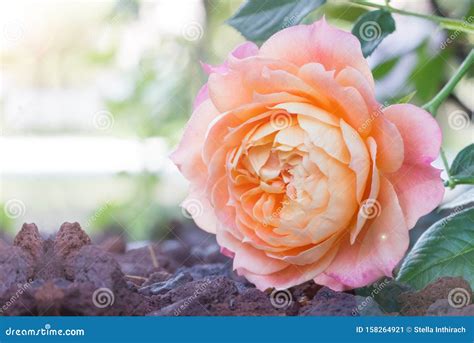 Beautiful Flower Blossom Delicate Pink Rose Flower In Roses Garden