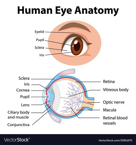 Diagram Human Eye Anatomy With Label Royalty Free Vector