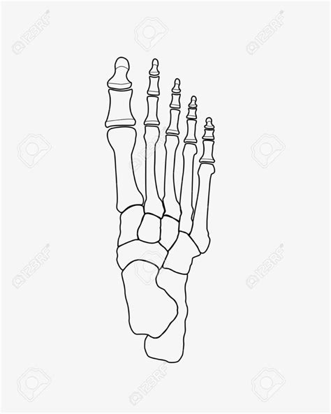 Bones Of The Foot Diagram Quizlet