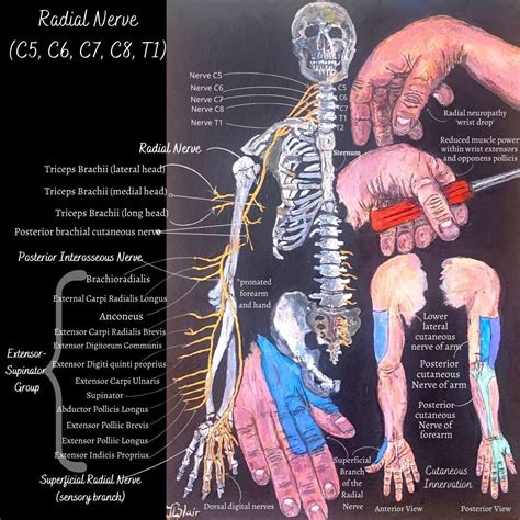 Nerve Entrapment Injury And Neuropathy The Radial Nerve