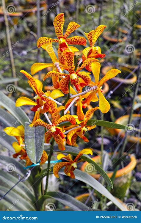 Vertical Shot Of Yellow Mokara Orchids Flower Plant On A Garden Stock Image Image Of