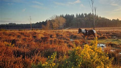 Find caravan parks in lymington listings on 192.com. Lytton Lawn Touring Park | New Forest | Shorefield Holidays