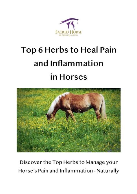 Top 6 Herbs To Heal Pain And Inflammation In Horses Docslib