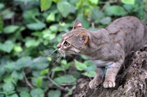 She lives alongside the water, where she has several adaptations to help hunt aquatic prey: 51 best Genus Prionailurus (Fishing Cat, Leopard Cat ...