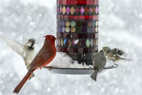 Attracting Birds In Winter Bird Feeding Tips For The Colder Months
