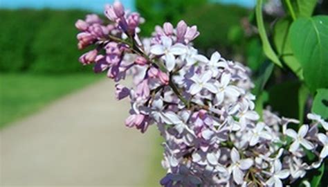 How To Root Lilac Cuttings Garden Guides