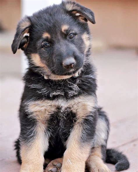 Albums 93 Images German Shepherd Black And Tan Puppy Latest