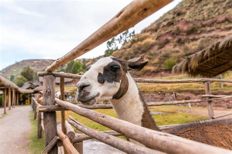Peruvian Llama Farm Of Llamaalpacavicuna In Perusouth America