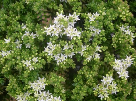 Which this little succulent welcomes spring with delicate clusters of pink flowers with sweet scent that attracts butterflies and bees. Sedum pulvinatum - Live Forever | World of Succulents