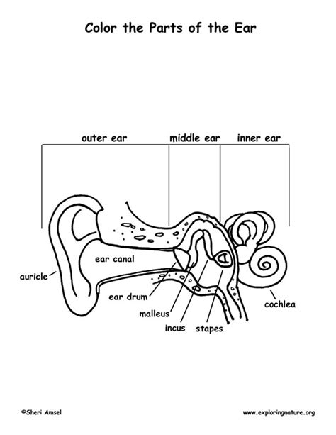 Ear Anatomy Coloring Page