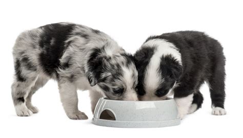 While the doc may prescribe a special therapeutic diet, many brands sell food intended for chubbier pups as well. Top 7 Best Canned Puppy Food Brands - Dog Tips For You