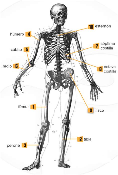 206 Huesos Del Cuerpo Humano Y Sus Nombres