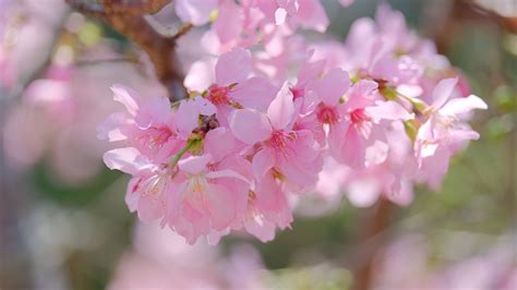 Download Wallpaper 3840x2160 Sakura Petals Branch Flowers Pink 4k