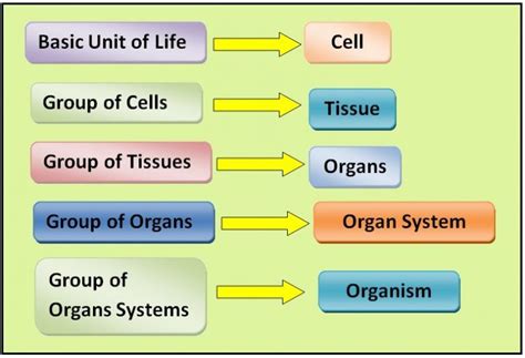 7 Characteristics Of Living Organisms Pdf Worksheet 7th Grade