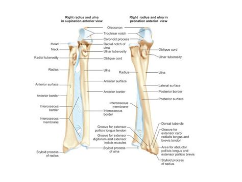 Forearm Bones Anatomy Function And Skeleton Of The Hand Science Online