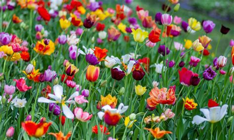 Flores Por Primavera Plantas Para Dar Color A Tu Jardín Viveros O