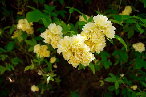 Flowering vines offer a landscape solution for many needs. 18 Best Roses for a Shaded Garden