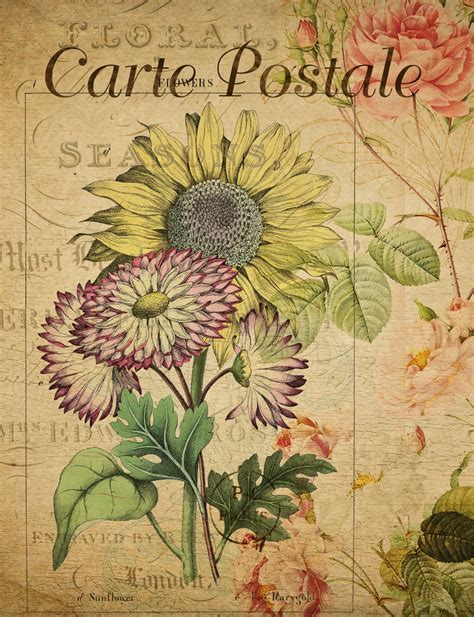 Vintage Postcard Sunflower Free Stock Photo Public Domain Pictures