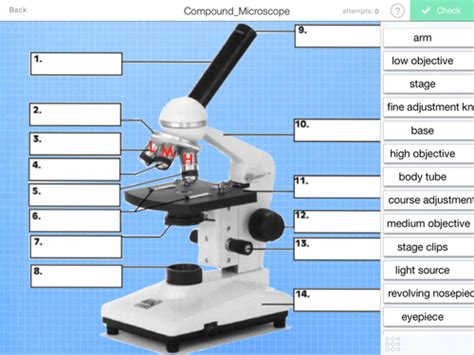 Compound Light Microscope Parts Blank Diagram Micropedia