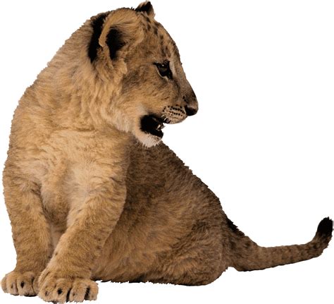 Cute Lion Cub Png Picture Png All Png All