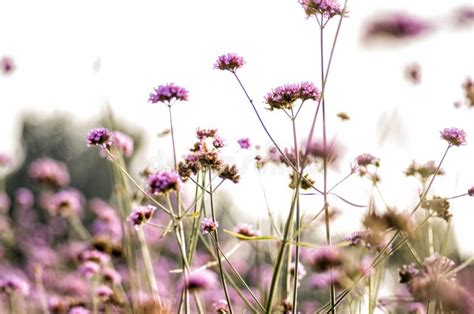 Purple Flowers On Meadow Stock Image Image Of Light 98337775