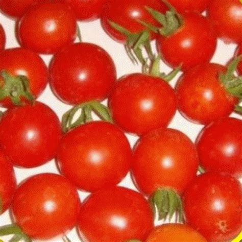 Heirloom Tomato Seeds Sugar Lump