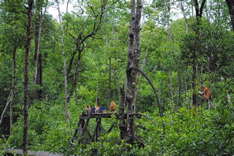 Go For A Walk Kawasan Konservasi Mangrove Dan Bekantan Kalimantan Utara