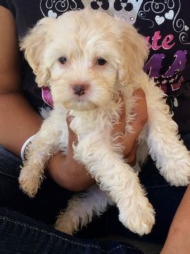 Available Cockapoo Puppies For Sale Beachwood Canyon Cockapoos