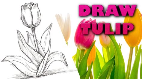 How To Draw A Tulip Step By Step Drawing Tutorial Guided Realistic