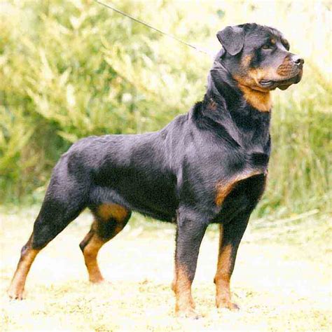 Rottweiler Dog Interesting Facts And New Pictures All