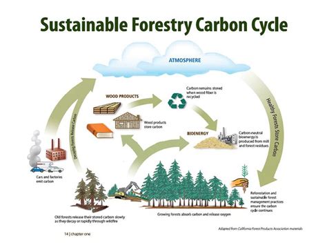 Each Step In The Forest Sector Supply Chain Is Dependent On The Other