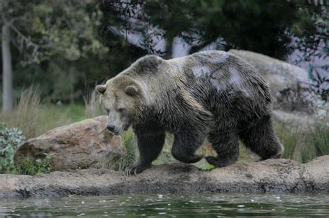 Grizzly Bears In California Reintroduction Push Ignites Strong