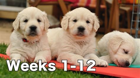 Golden Retriever Puppy Dogs Growing Weeks 1 12 Youtube