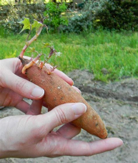 How To Plant Sweet Potatoes The Survival Gardener