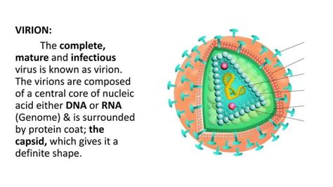 Diagrams Of Bacteria Nematode Fungi Virus Virion And Prion