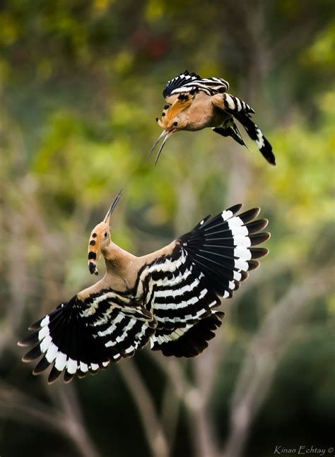 Eurasian Hoopoes Upupa Epops By Kinan Pet Birds Beautiful Birds