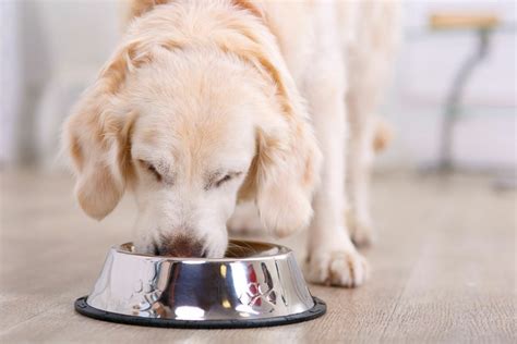 Study Suggests Mercury Not A Risk In Dog Foods Vet Practice Magazine
