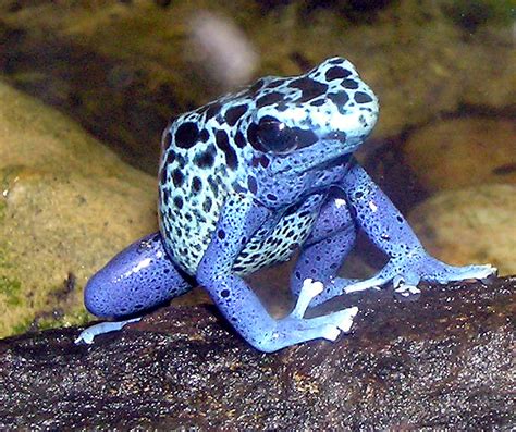 All Photos Gallery Poison Dart Frog Pictures Poison Dart