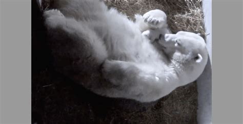 Two Polar Bear Cubs Were Born 15 Days Apart At This Quebec Zoo Video
